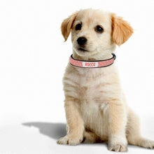 Load image into Gallery viewer, Custom Dog Collar
